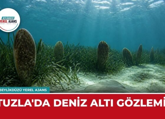 Bakanlık Tuzla'da deniz çayırları ve pinaları dalışla gözlemledi – temsili görsel