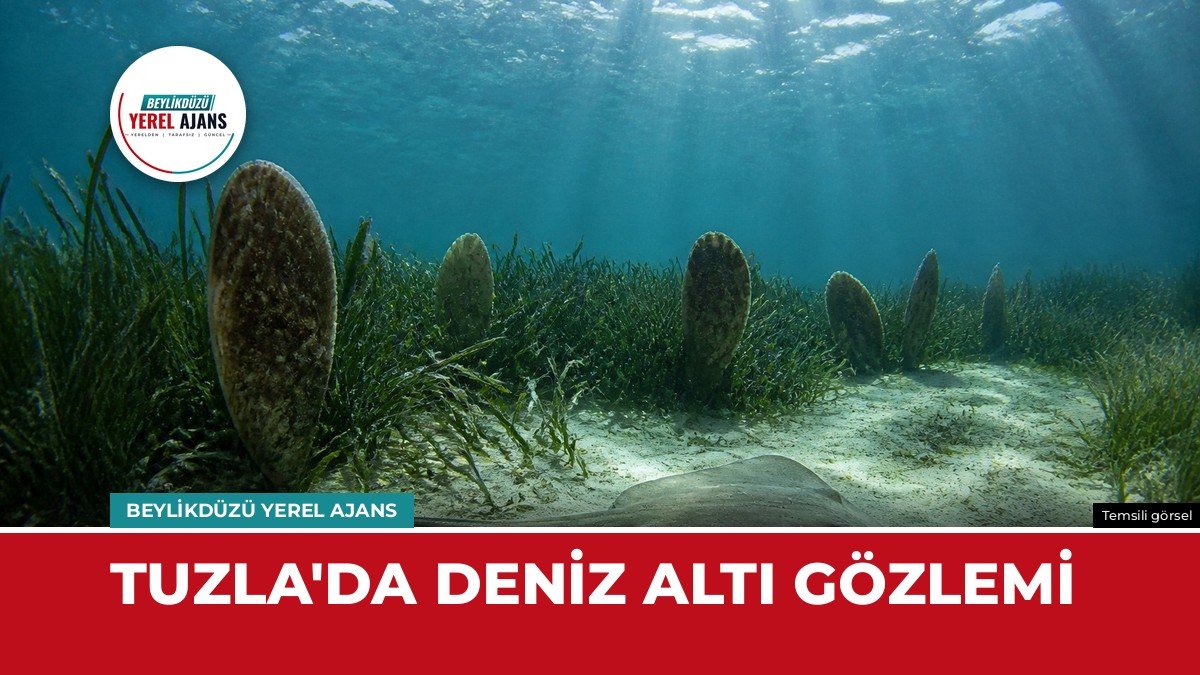 Bakanlık Tuzla’da deniz çayırları ve pinaları dalışla gözlemledi